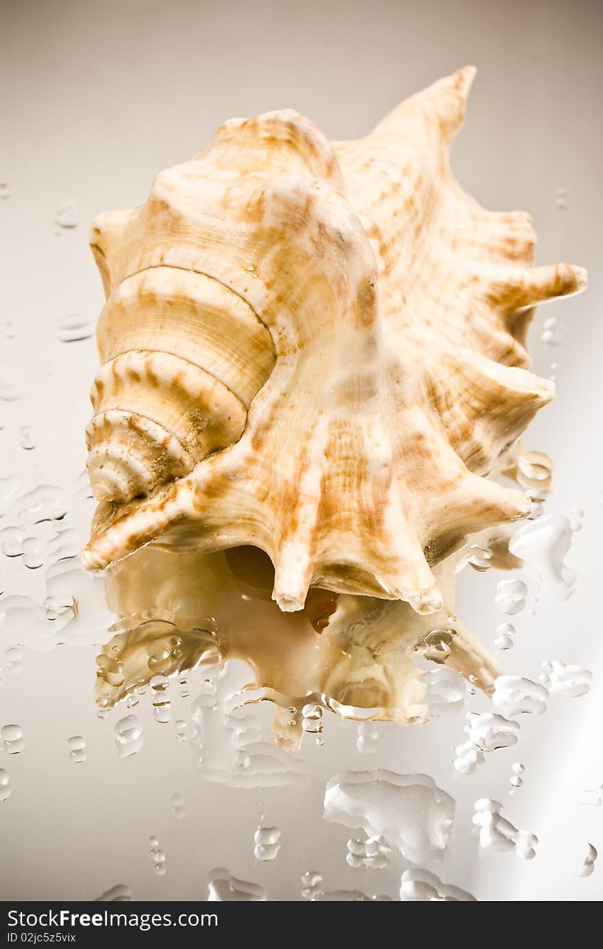 Brown seashell on glass and water