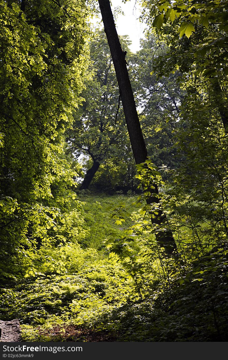 Summer in the hilly forest. Vertical composition. Summer in the hilly forest. Vertical composition.