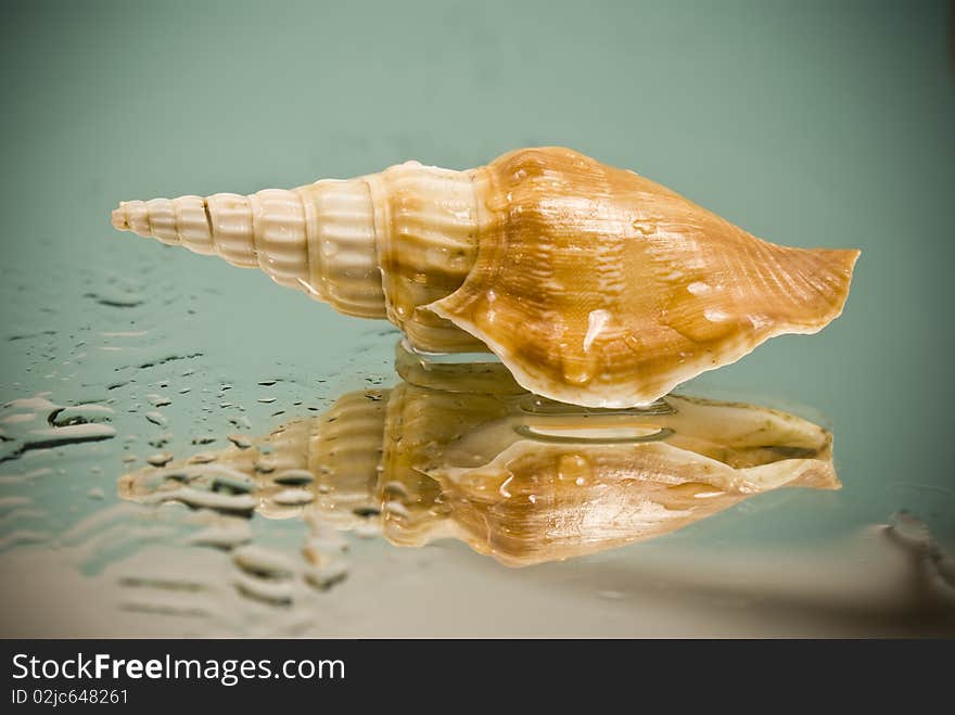 Brown seashell on glass and water