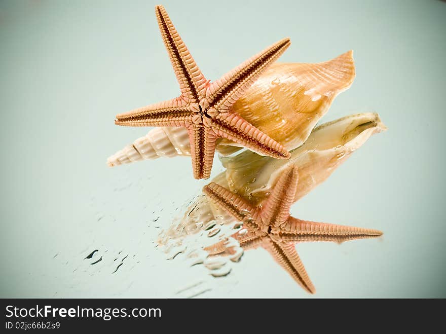 Seashell and starfish reflection on glass. Seashell and starfish reflection on glass