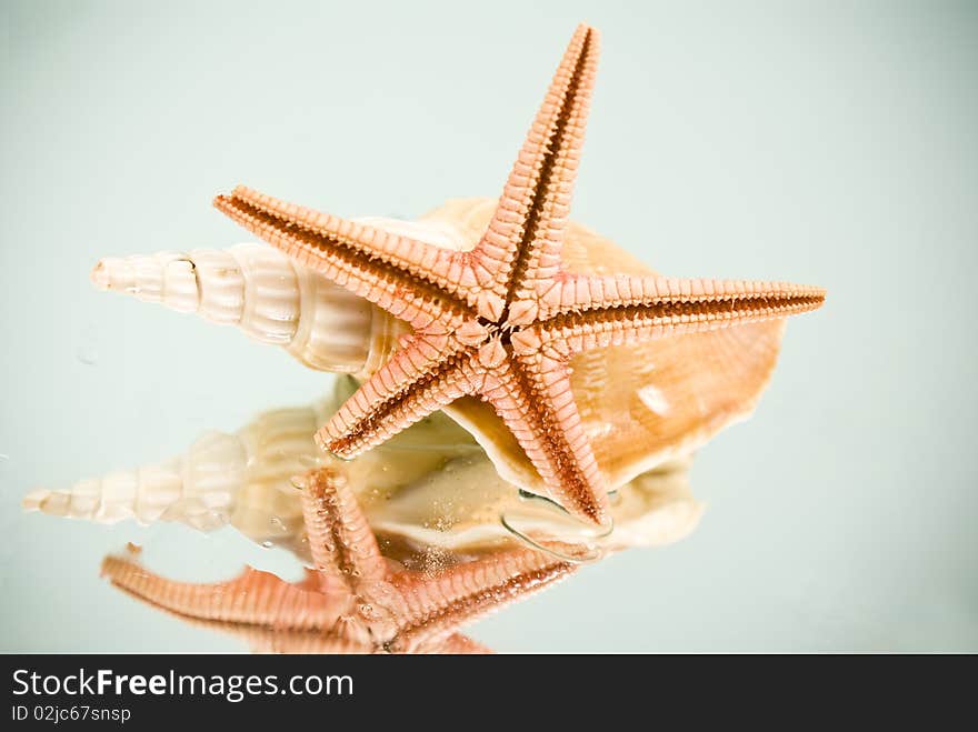 Seashell and starfish reflection on glass. Seashell and starfish reflection on glass