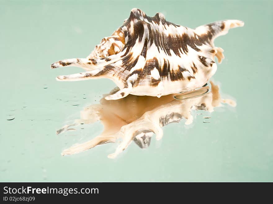 Big Seashell reflection on glass. Big Seashell reflection on glass