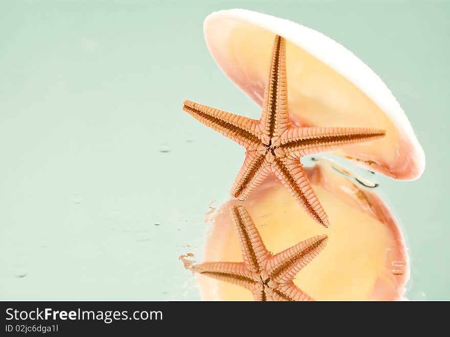 Seashell and starfish reflection on glass. Seashell and starfish reflection on glass