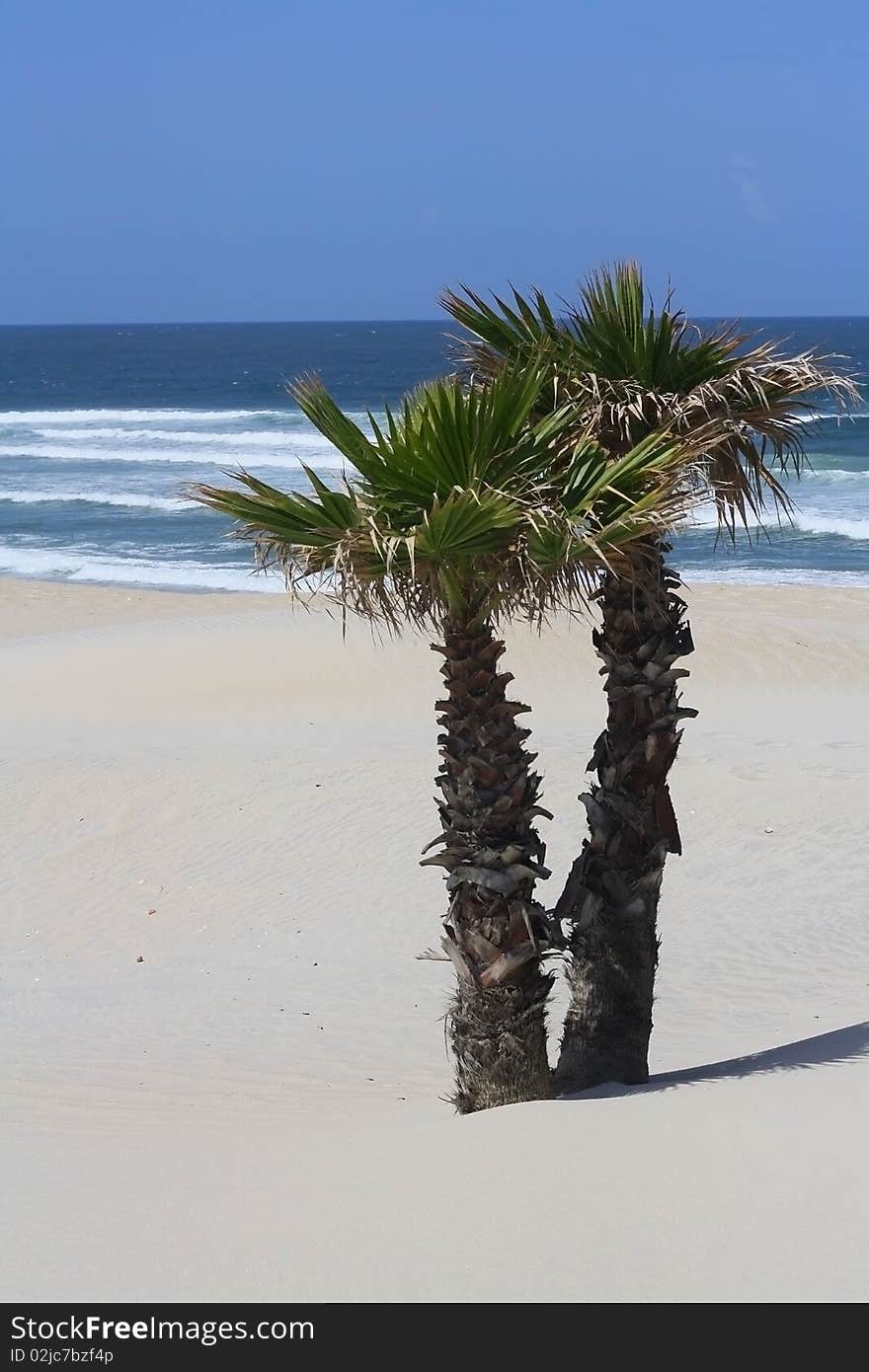 Two young palm trees on the sandy shore. Two young palm trees on the sandy shore