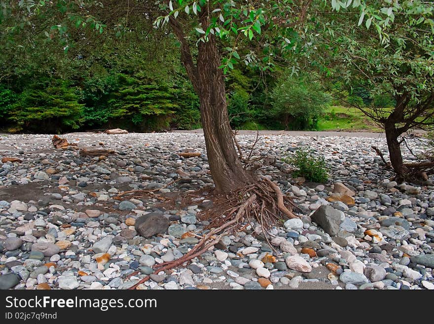 Roots of a tree against a background of multicolored pebbles. Roots of a tree against a background of multicolored pebbles