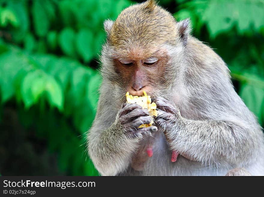 Monkey is eating corn that fed by travelers. Monkey is eating corn that fed by travelers