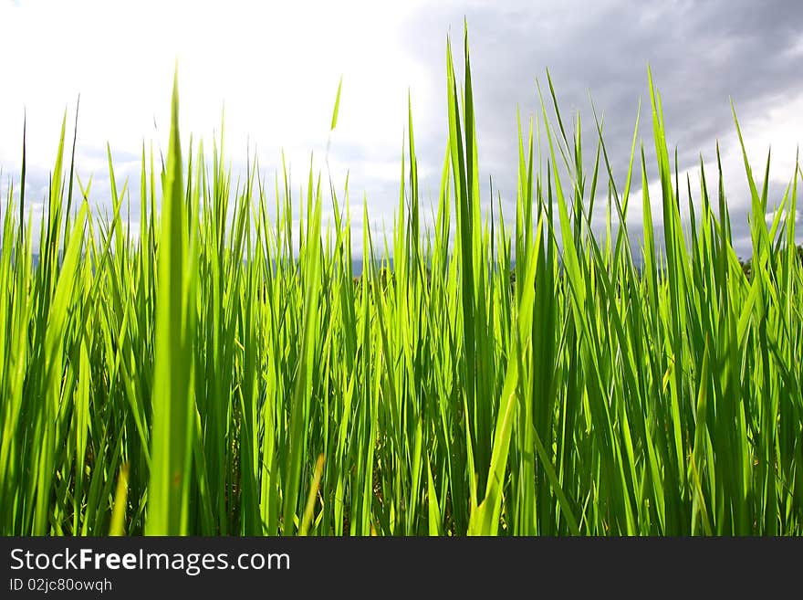 Close up of rice field in the north of Thailand. Close up of rice field in the north of Thailand