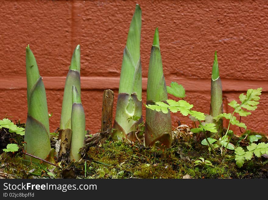 Hosta Plant