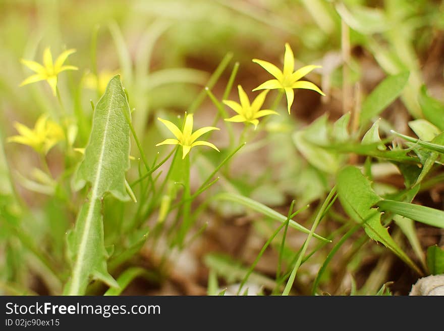 Spring flowers