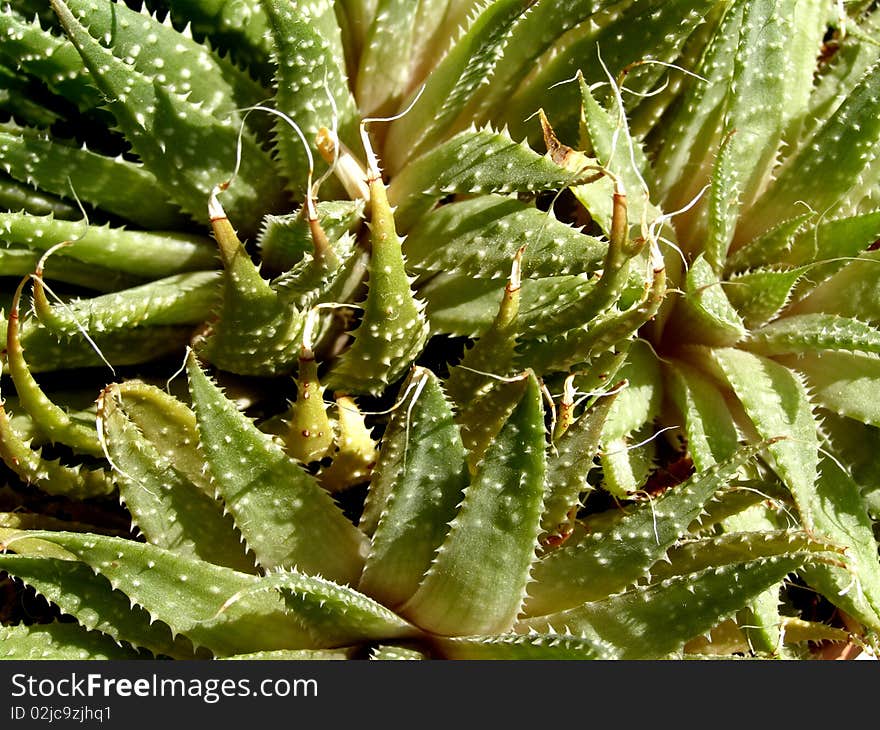 Detail photo texture of succulent background