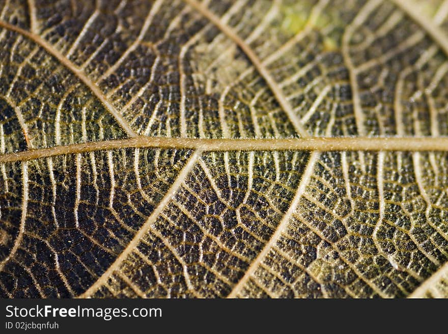 Close up view of the veigns of a green leaf. Close up view of the veigns of a green leaf.