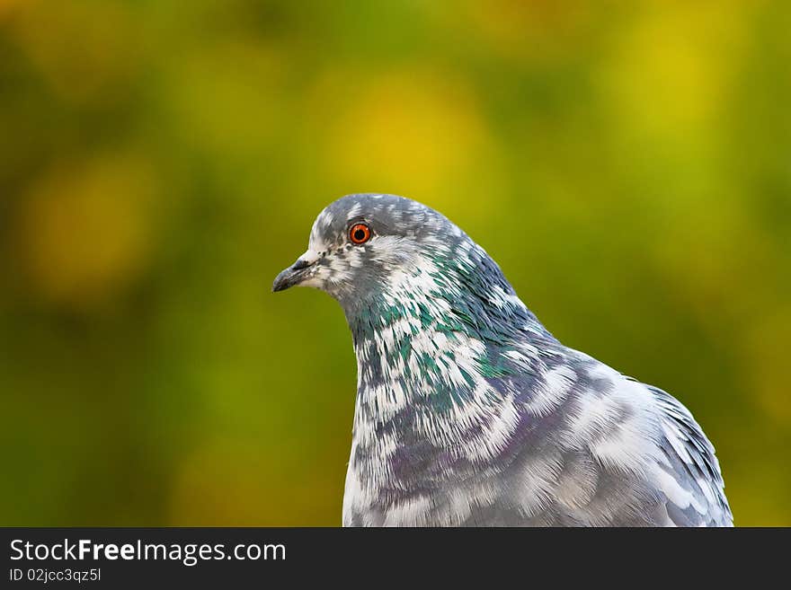 Pigeon on tree branch with leaves. Bird. Pigeon on tree branch with leaves. Bird.