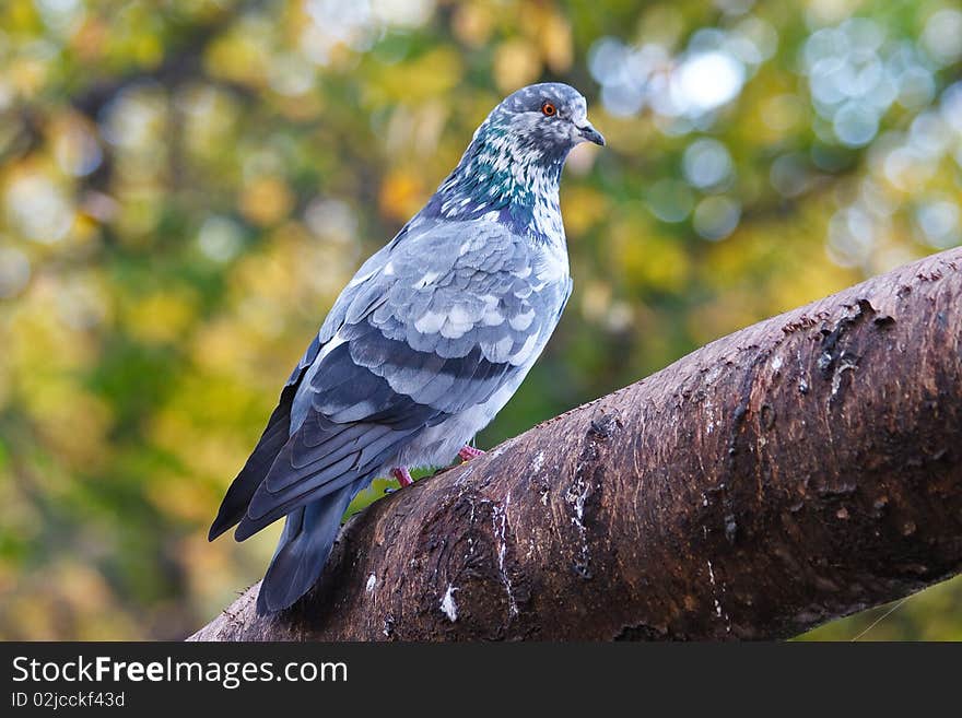 Pigeon on tree branch with leaves. Bird. Pigeon on tree branch with leaves. Bird.