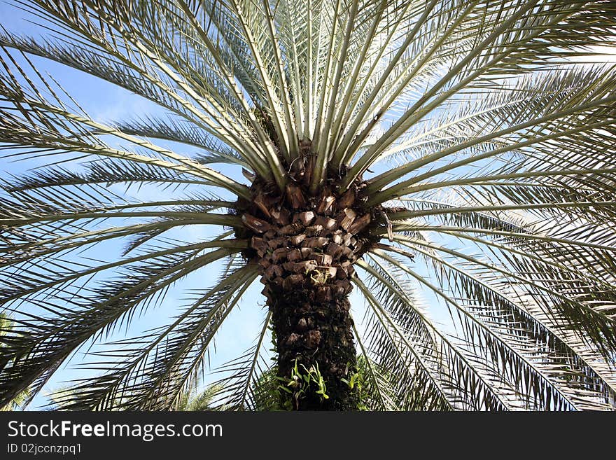 Close up of palm tree across blue sky