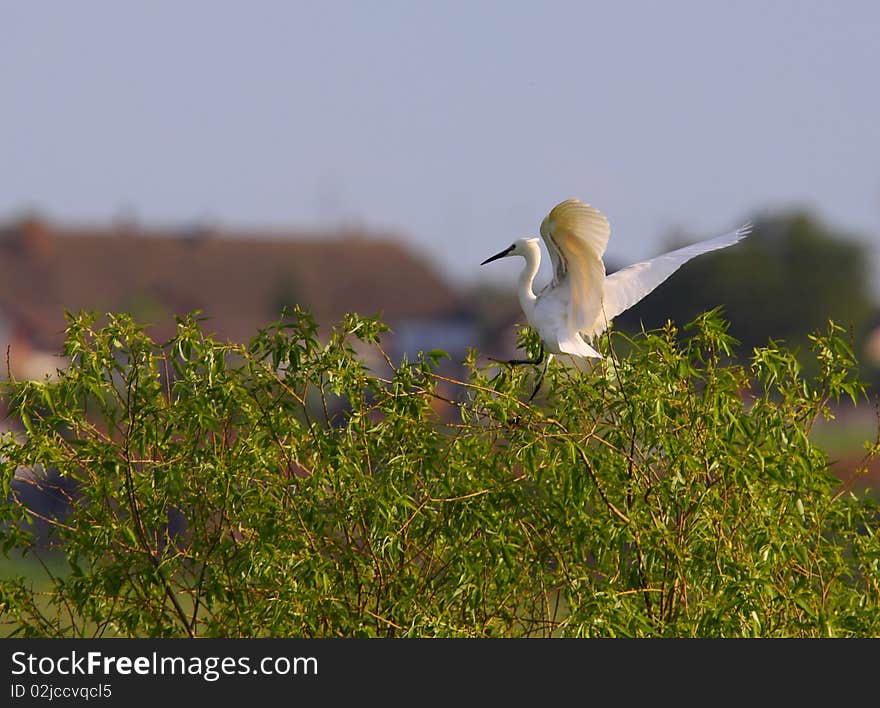 White Egret Egreta Garzeta