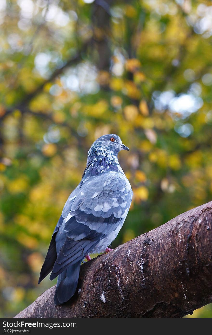 Pigeon on tree branch with leaves. Bird. Pigeon on tree branch with leaves. Bird.