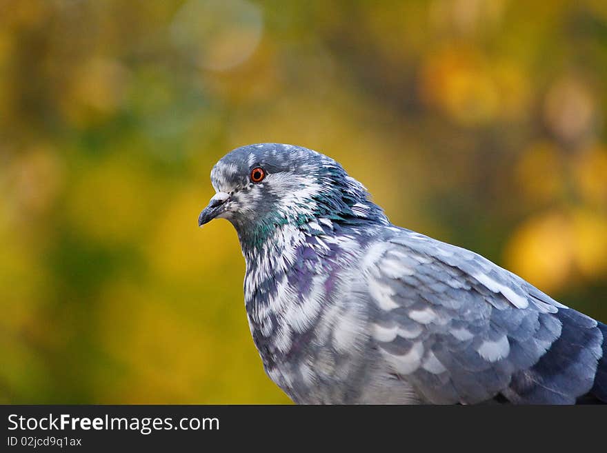 Pigeon on tree branch with leaves. Bird. Pigeon on tree branch with leaves. Bird.