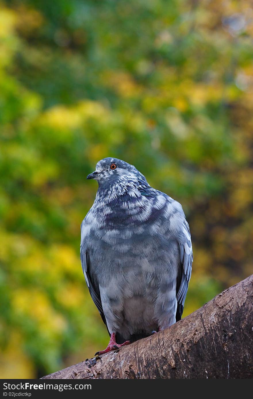 Pigeon on tree branch with leaves. Bird. Pigeon on tree branch with leaves. Bird.