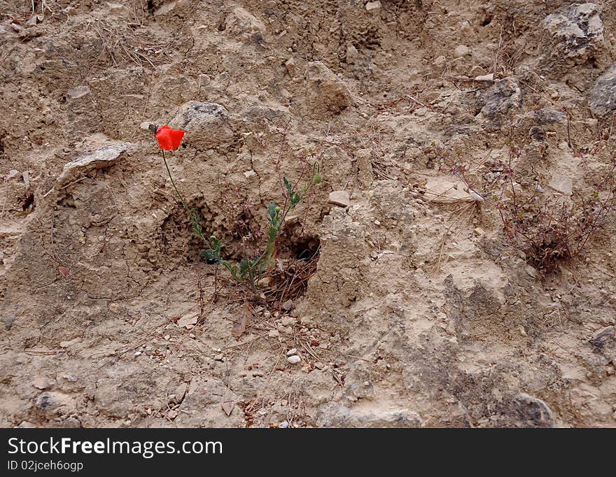 Lone Poppy on Stony Ground