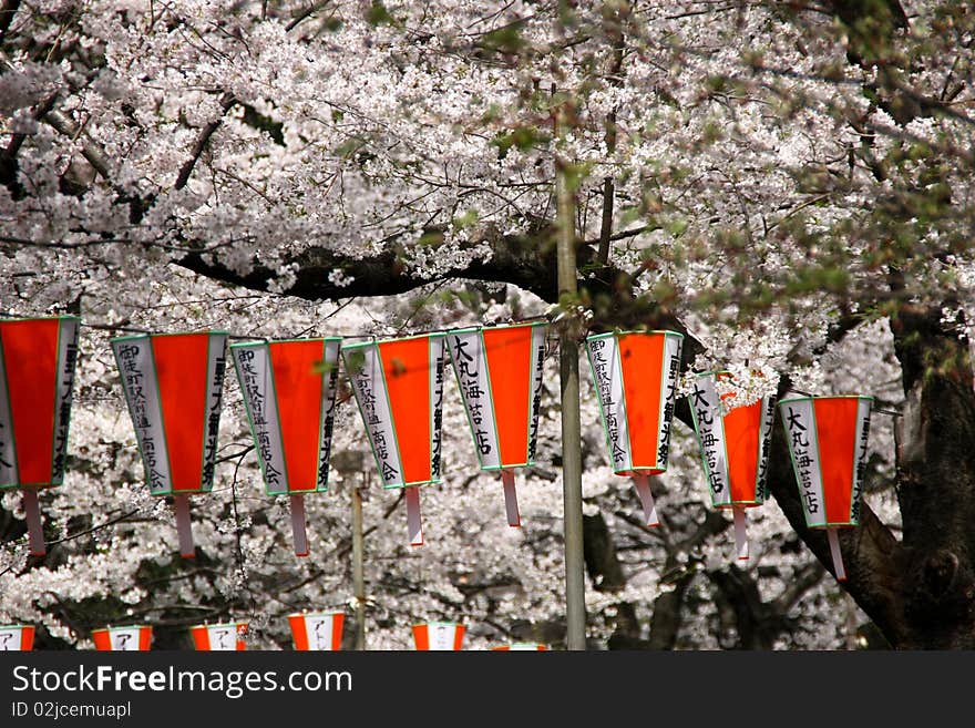 Cherry blossom, very famous in japan. Cherry blossom, very famous in japan