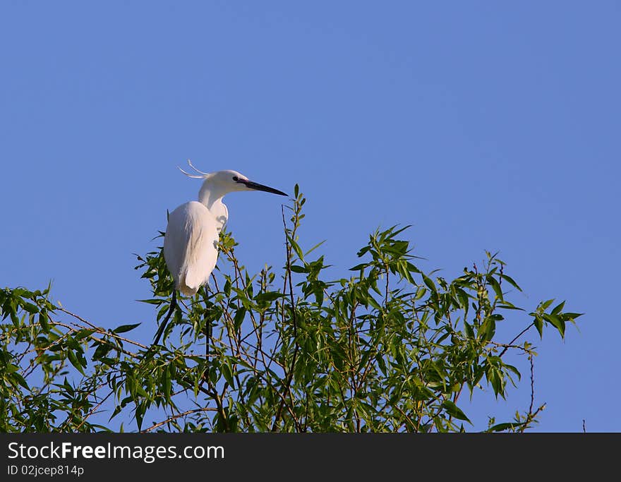 White egret egreta garzetta perching on salix tree