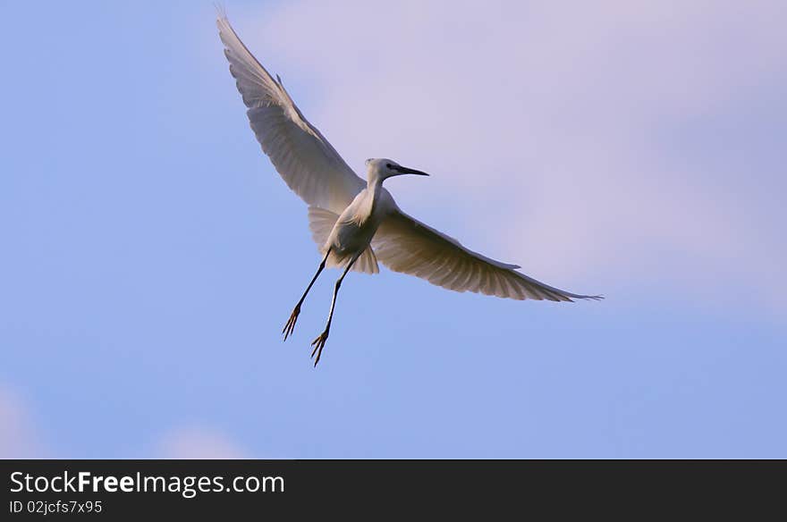 White egret egreta garzetta in flight