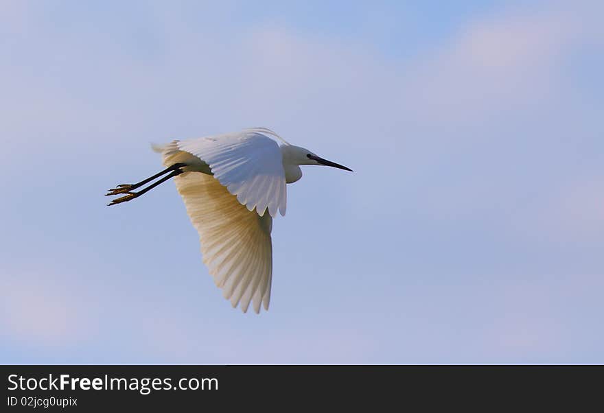 White egret egreta garzetta in flight