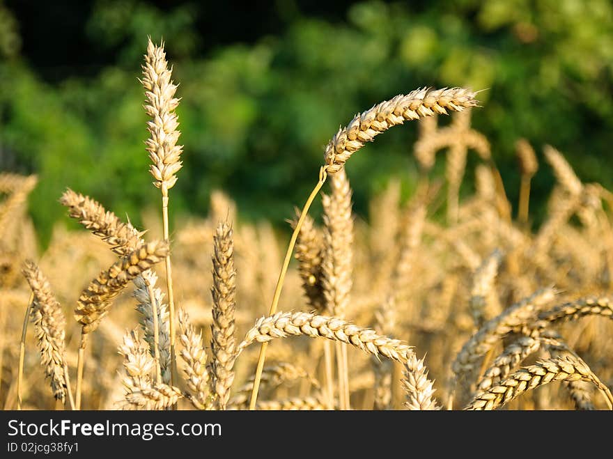 Part Of Wheat Field