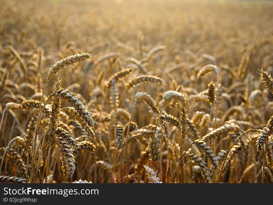 Part of wheat field