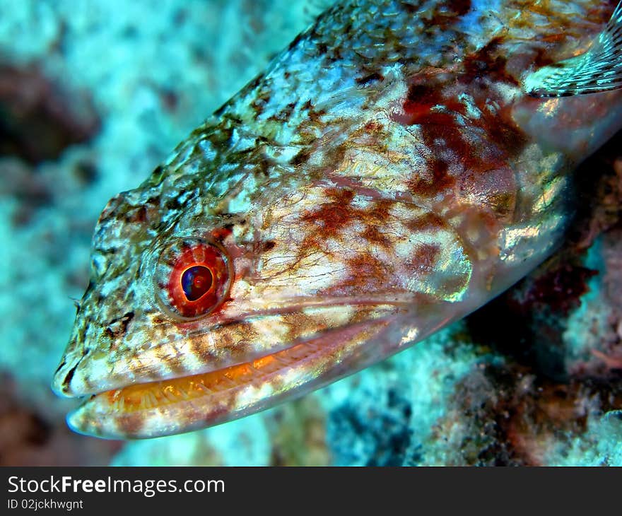 Lizardfish