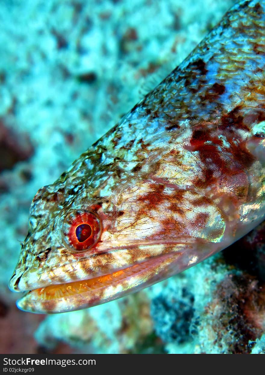 Lizardfish