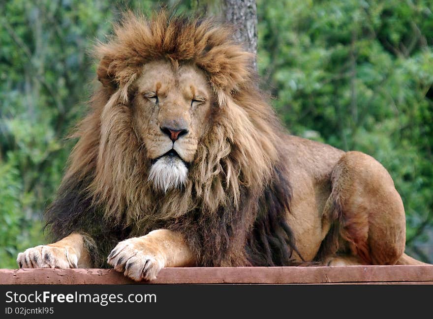 Captive large male lion lying on wooden deck. Captive large male lion lying on wooden deck.