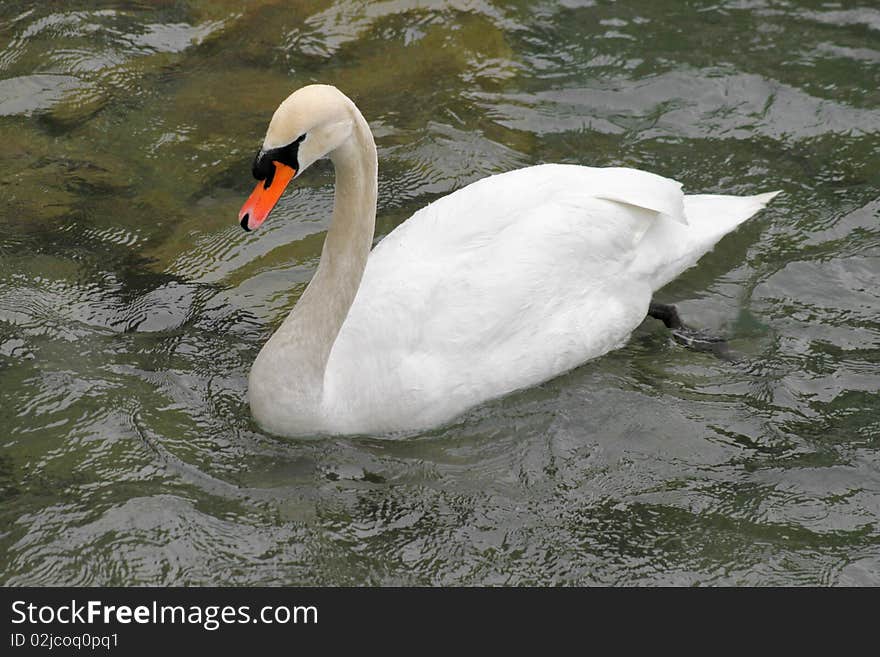 Beautiful white swan on dark water. Beautiful white swan on dark water