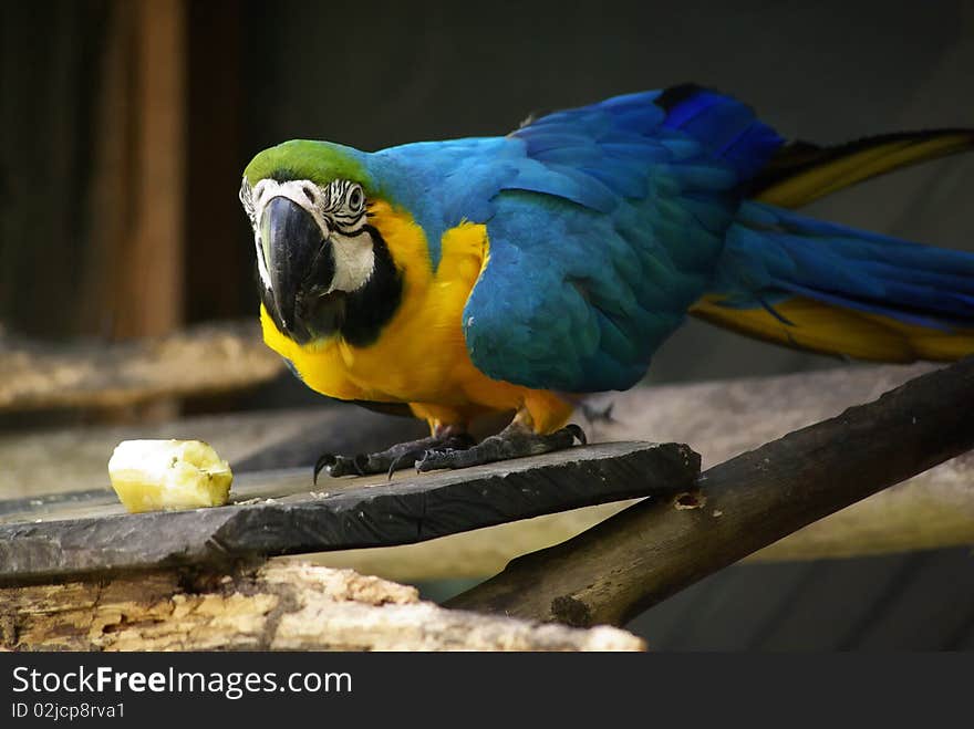 Parrot at breakfast