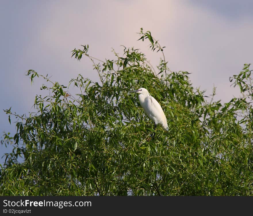 White egret egreta garzetta perching on salix tree