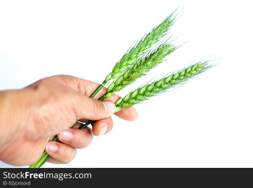 Green wheat ears in hand isolated on white background