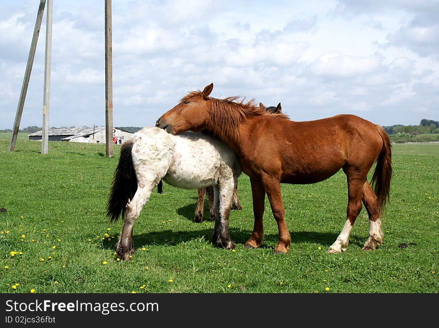 Friendship horses