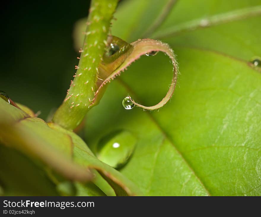 Macro photo with details of a water drops