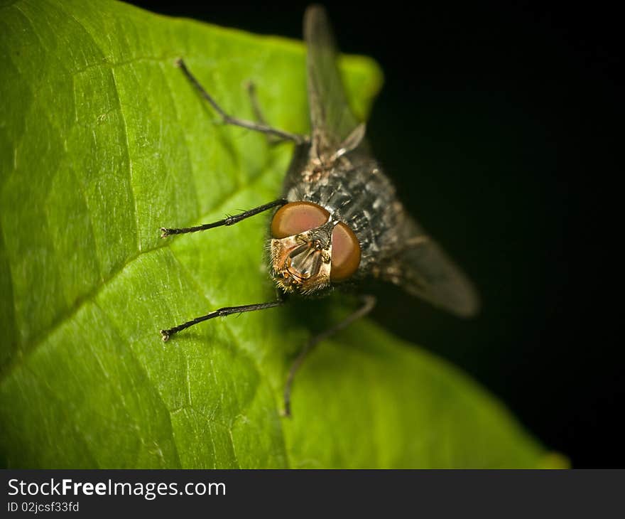 A fly who standing on a flower leaf to rest