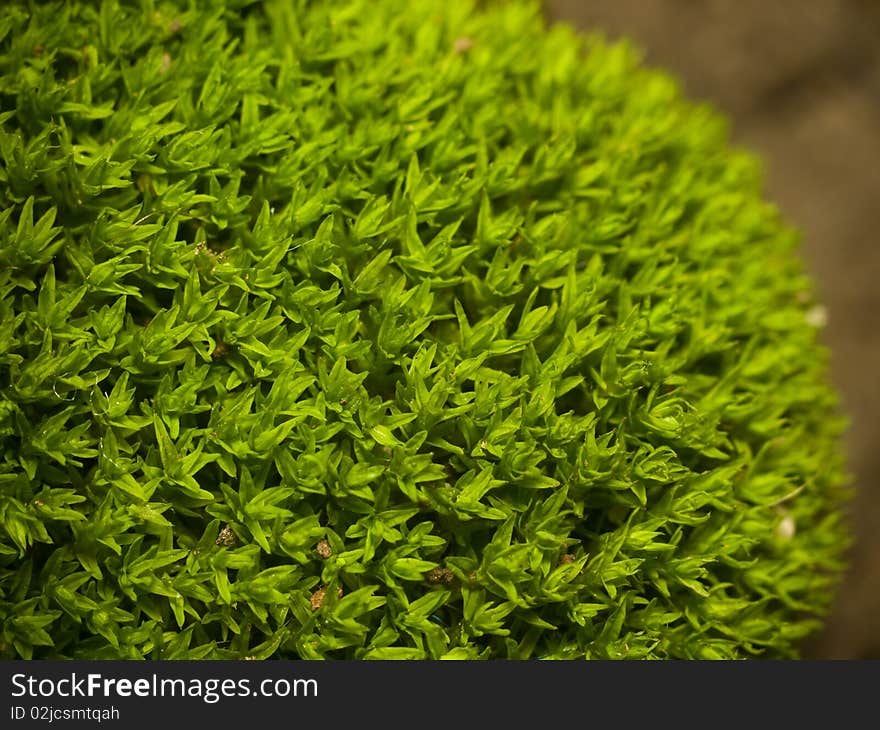 Green moss