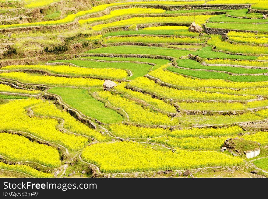 Scenery of blooming rapeseed or oil crop fields in spring. Scenery of blooming rapeseed or oil crop fields in spring