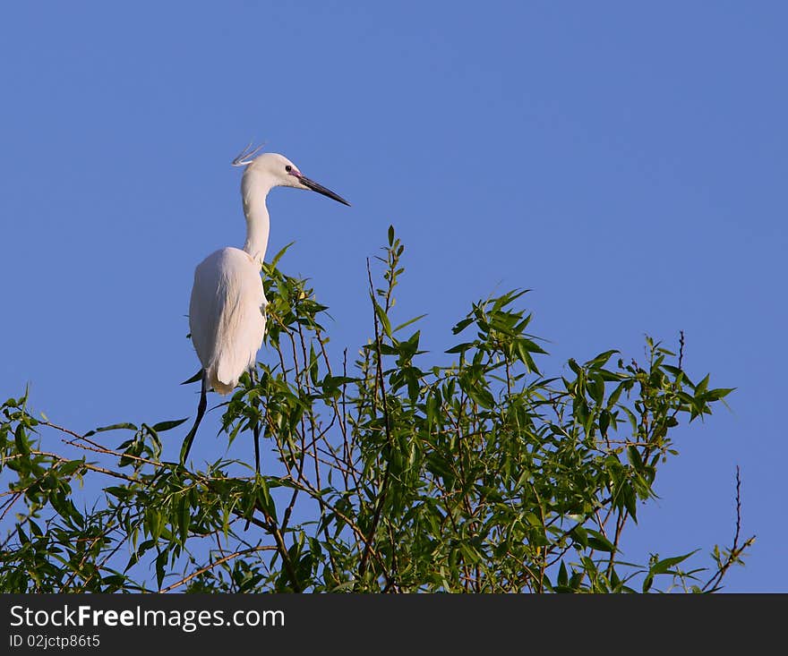 White egret egreta garzetta perching on salix tree