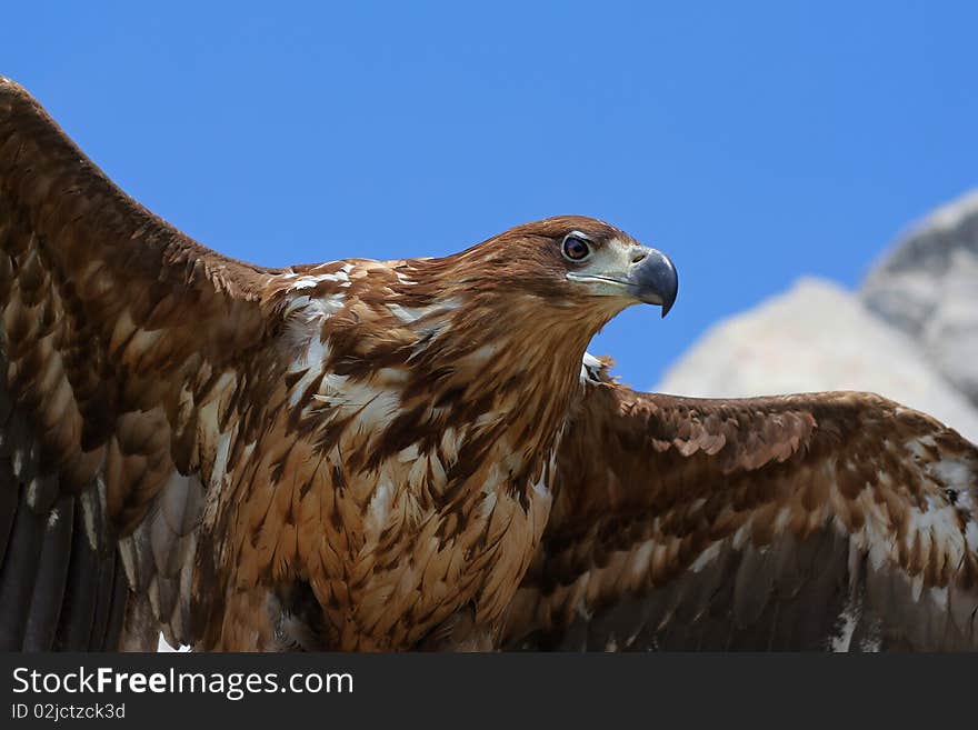 Portrait of beautiful eagle ready to take-off. Portrait of beautiful eagle ready to take-off