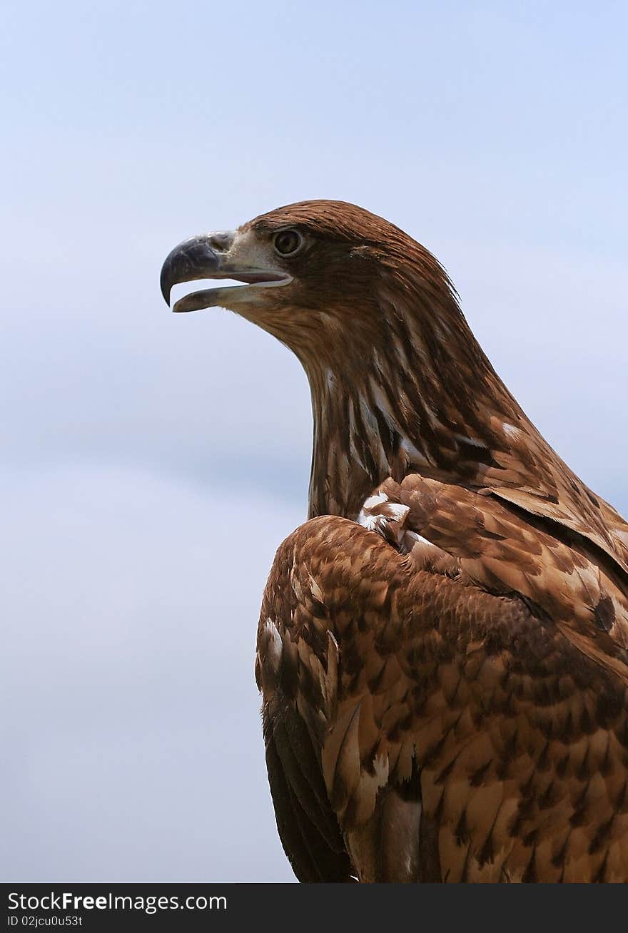 Eagle Portrait