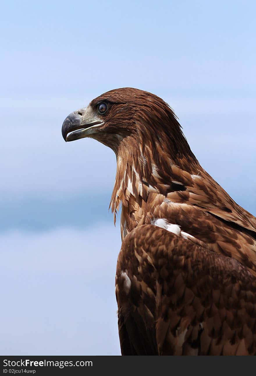 Profile portrait of beautiful eagle. Profile portrait of beautiful eagle