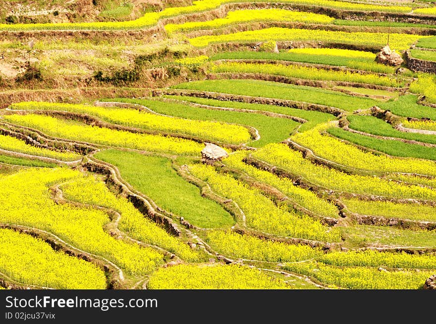 Rapeseed fields