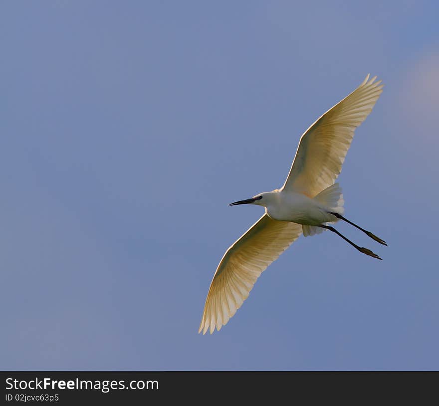 White egret egreta garzetta in flight