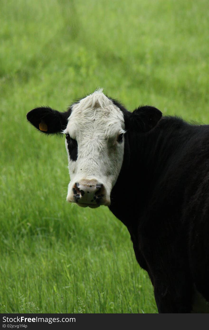 Mother cow at the corner of a pasture. Mother cow at the corner of a pasture.