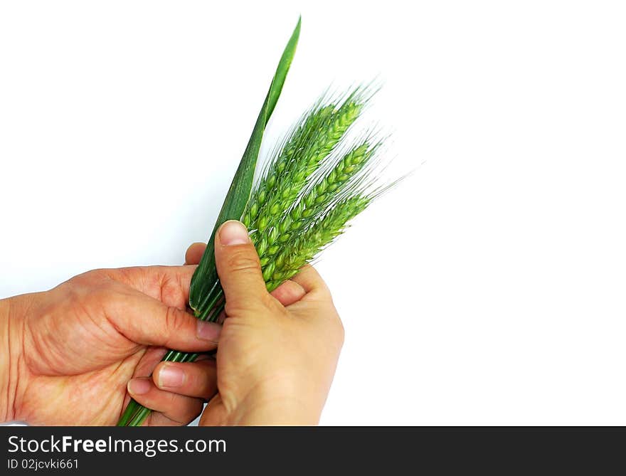 Fresh green wheat ears in hands