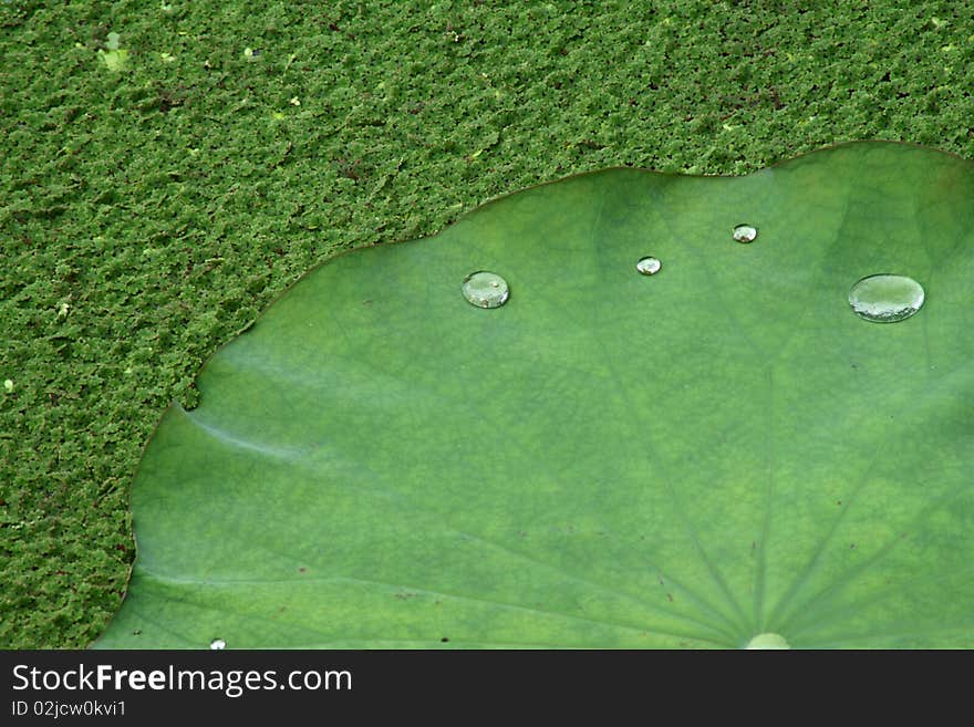 Water Drop On Lotus Leaf